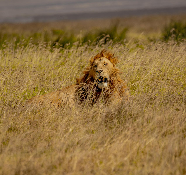 Tarangire
