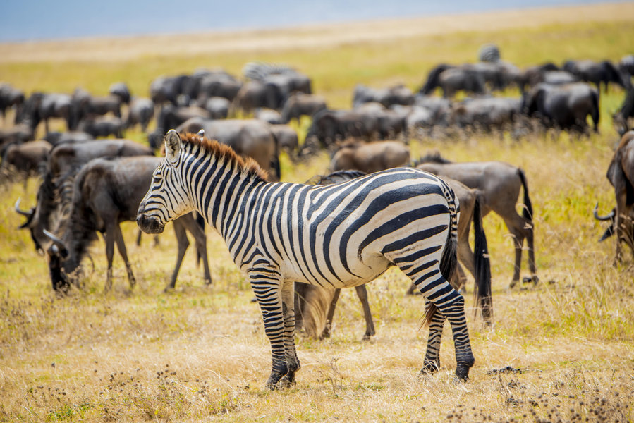 Serengeti