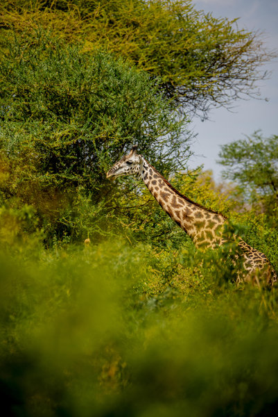 Ngorongoro