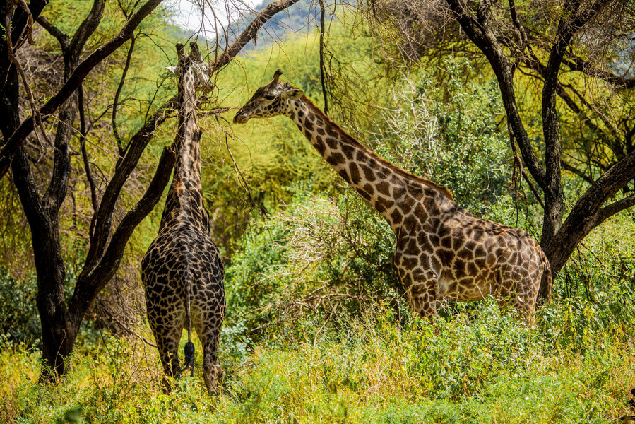 Ngorongoro