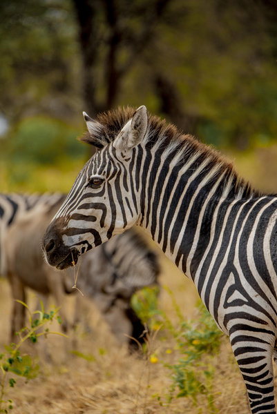 Tarangire