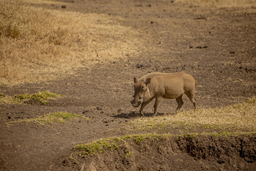Serengeti