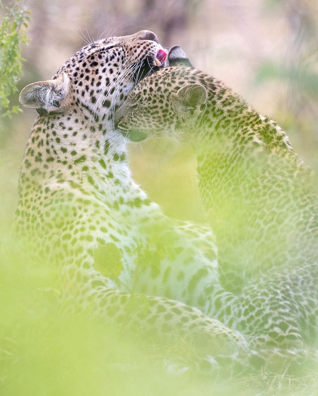 Lake Manyara Wildlife