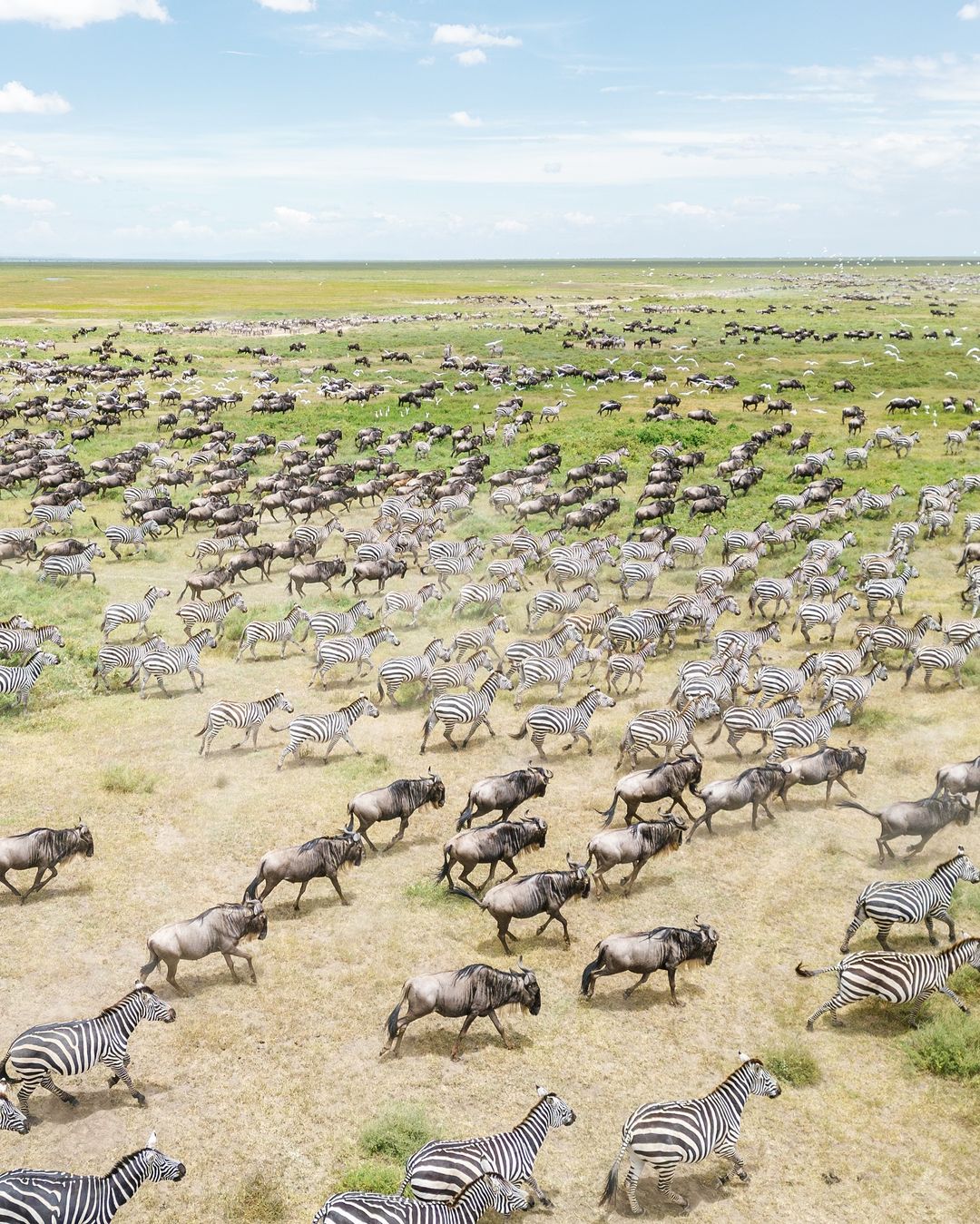 Great Migration Crossing