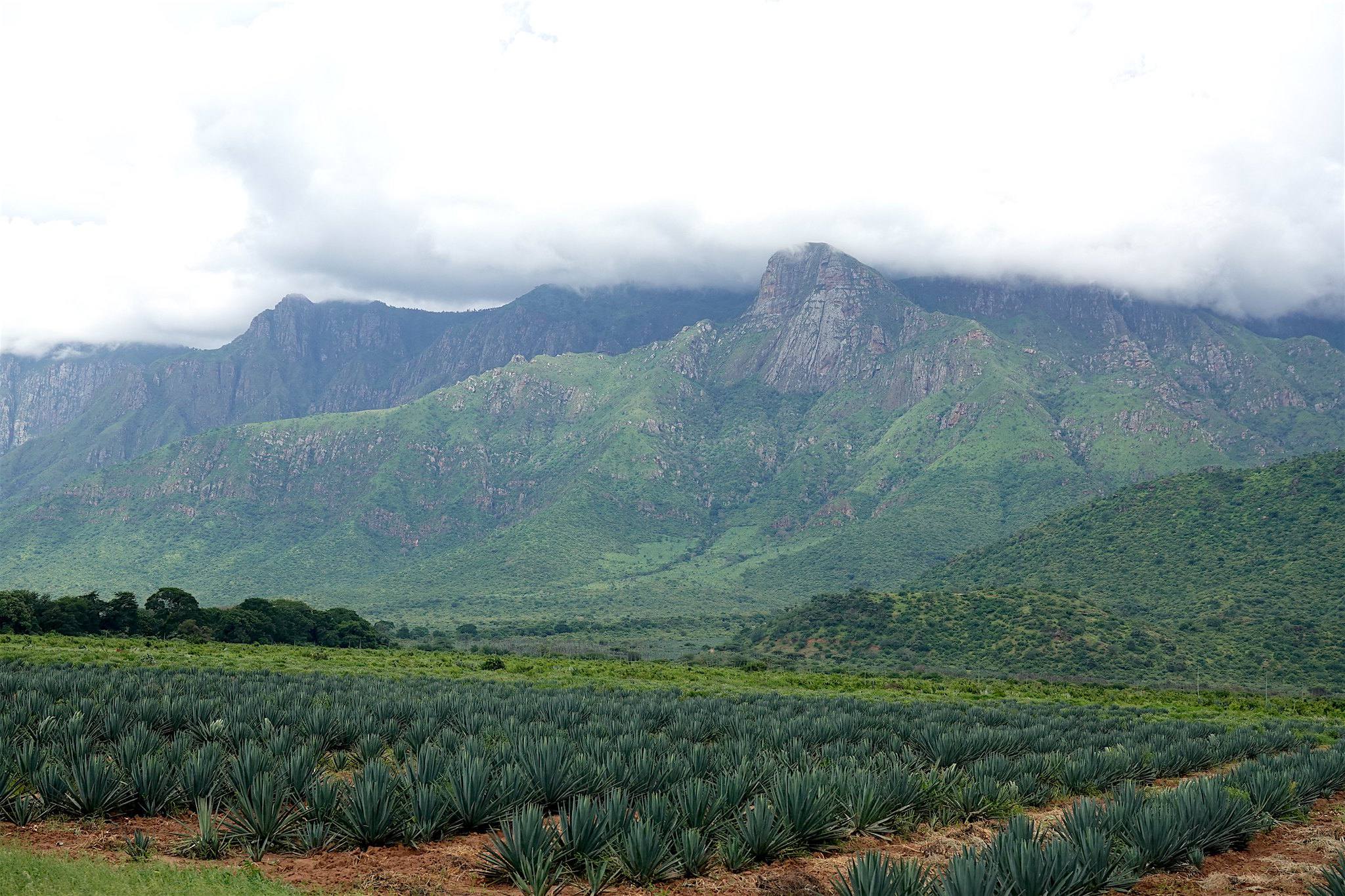 Usambara Landscape